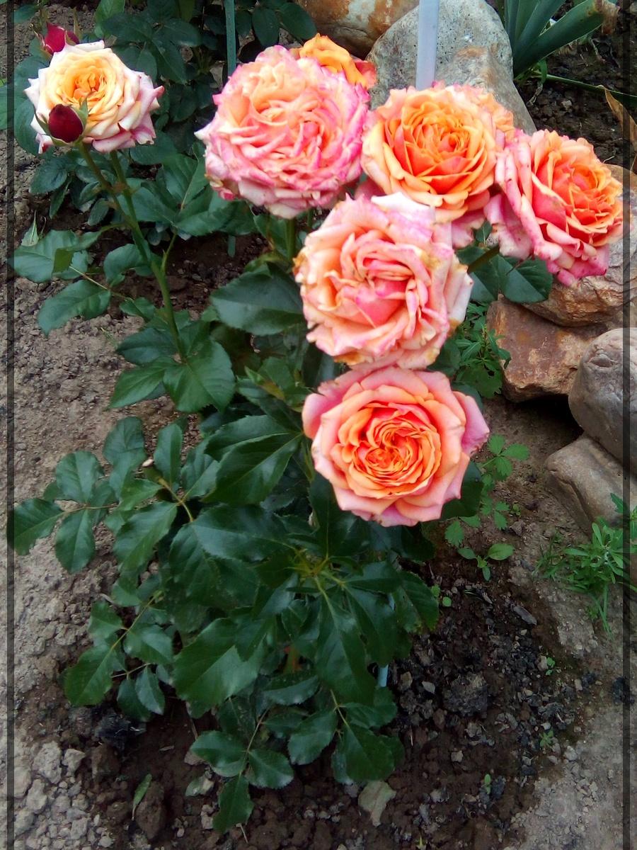 Cherry Brandy róże wielkokwiatowe